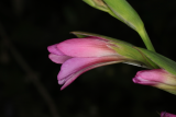 Gladiolus italicus RCP5-2019 (12).JPG